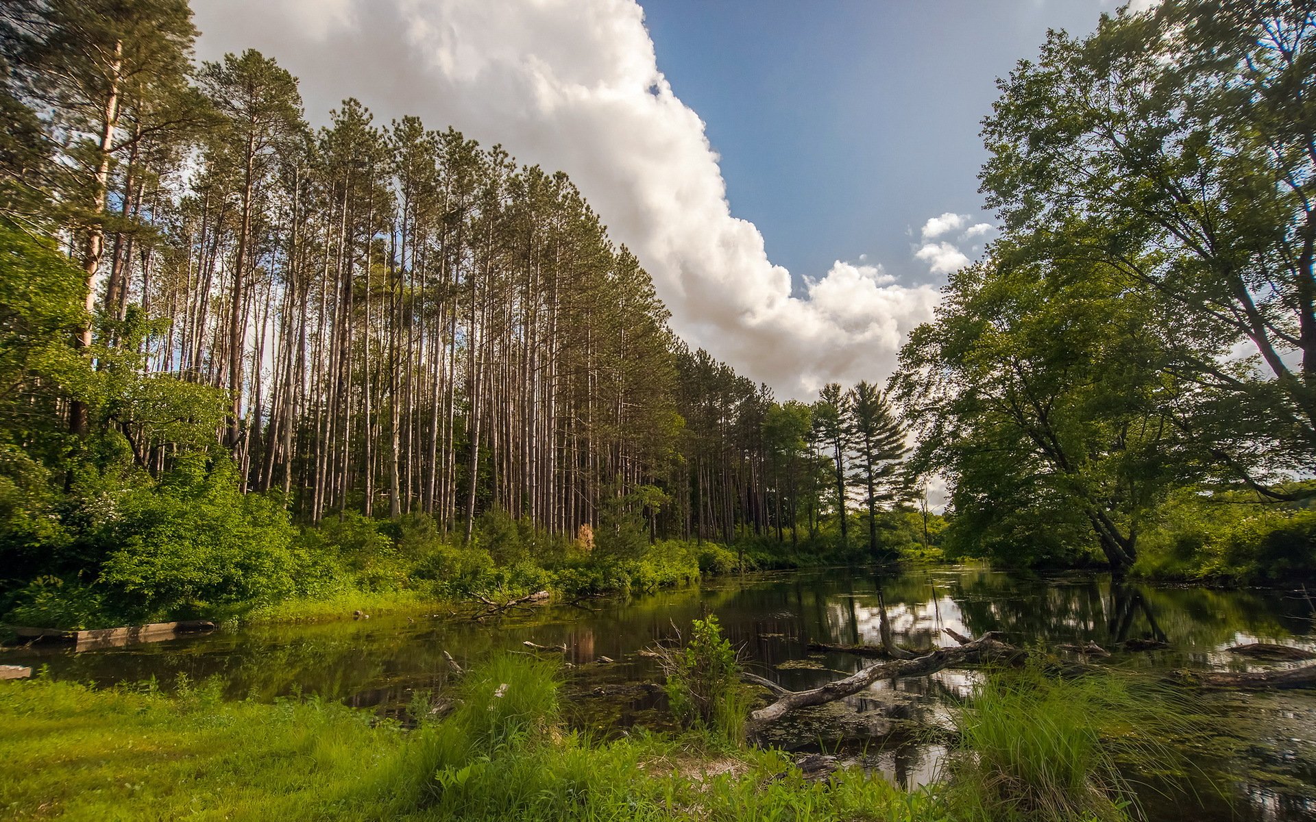 bosque lago verano naturaleza paisaje