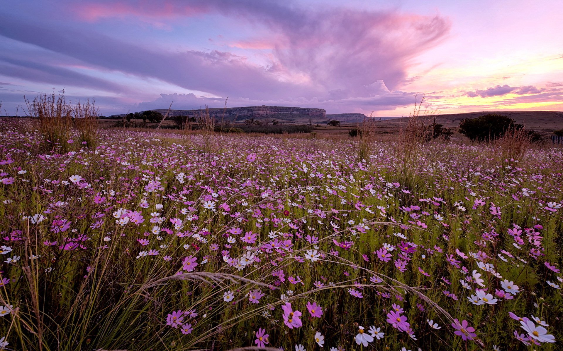 tramonto fiori paesaggio