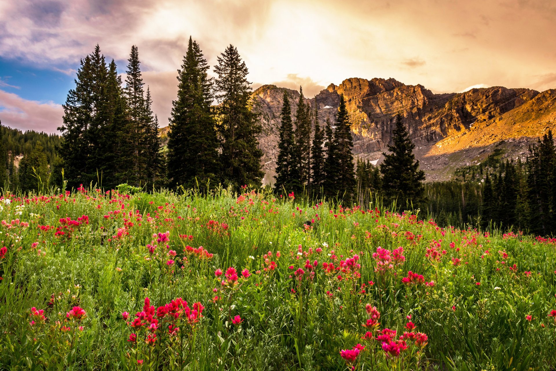 utah estados unidos cuenca de albion utah rocas amanecer claro flores árboles paisaje