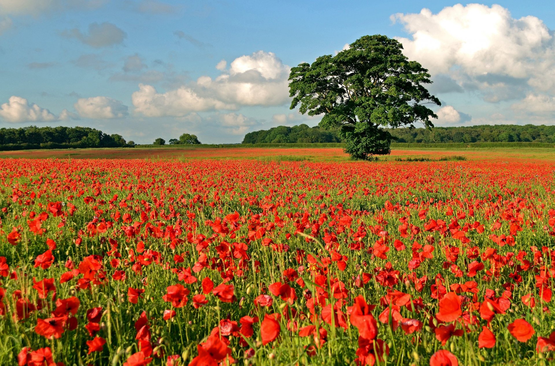 campo pianura prato rosso papavero albero foresta distanza orizzonte cielo nuvole papaveri