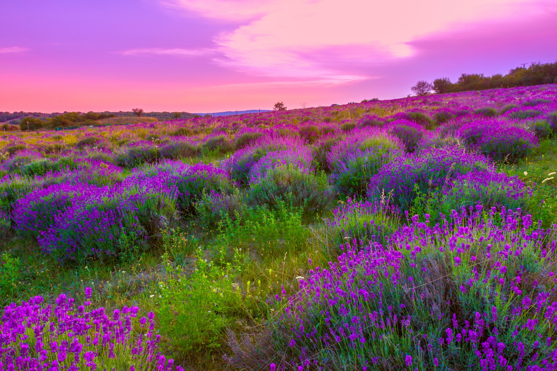 natura campo fiori lavanda fioritura paesaggio