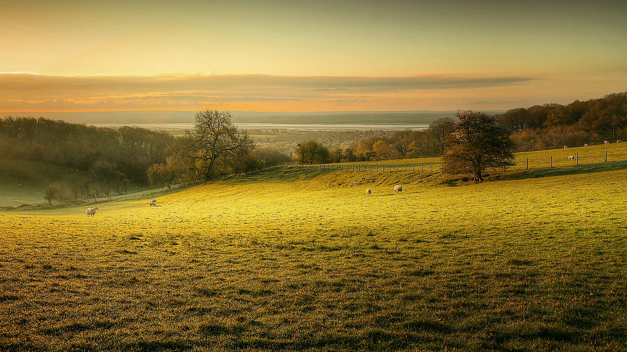 pasture sheep morning dawn