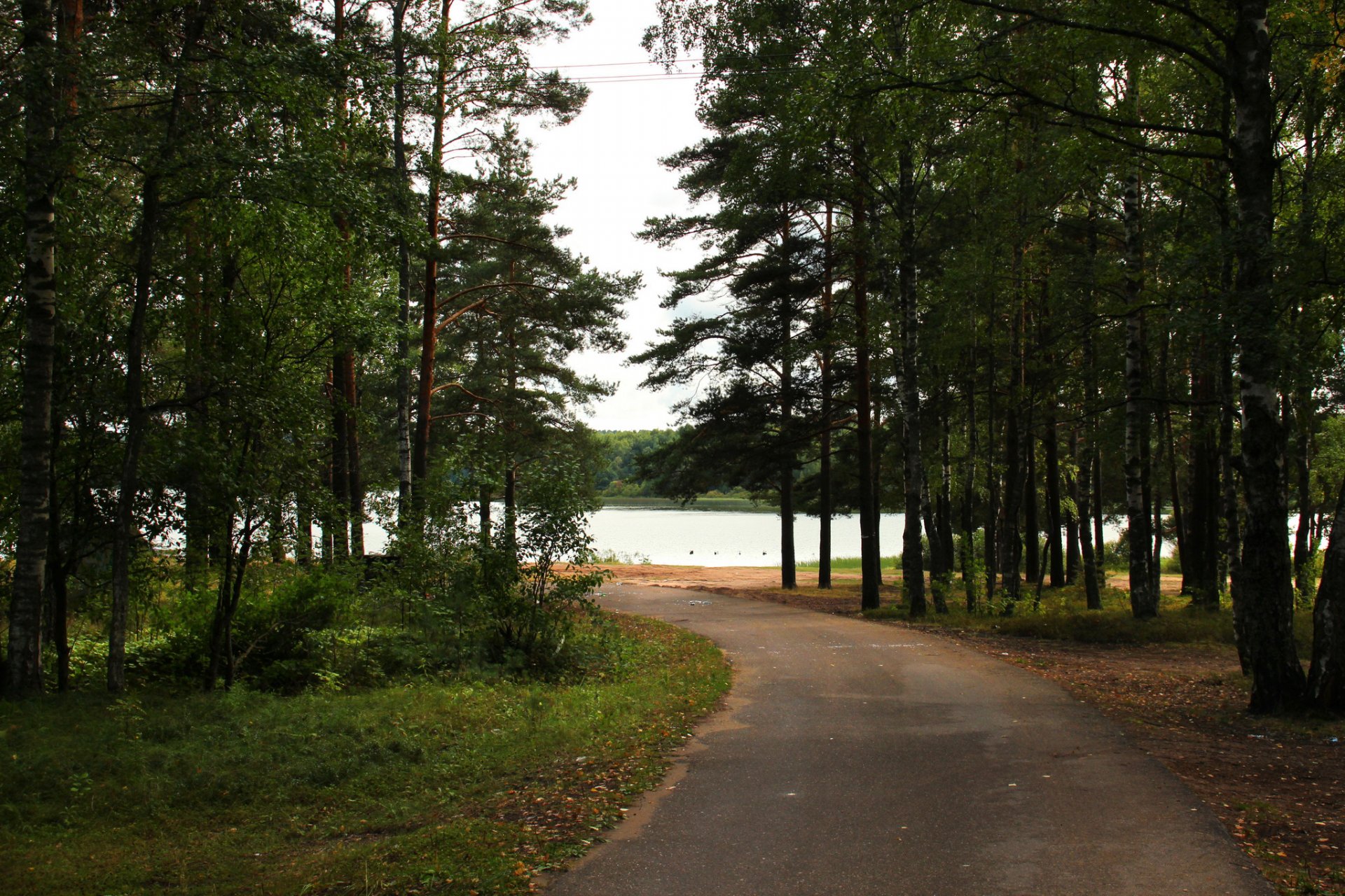 russland fluss park leningrader gebiet bäume straße natur foto