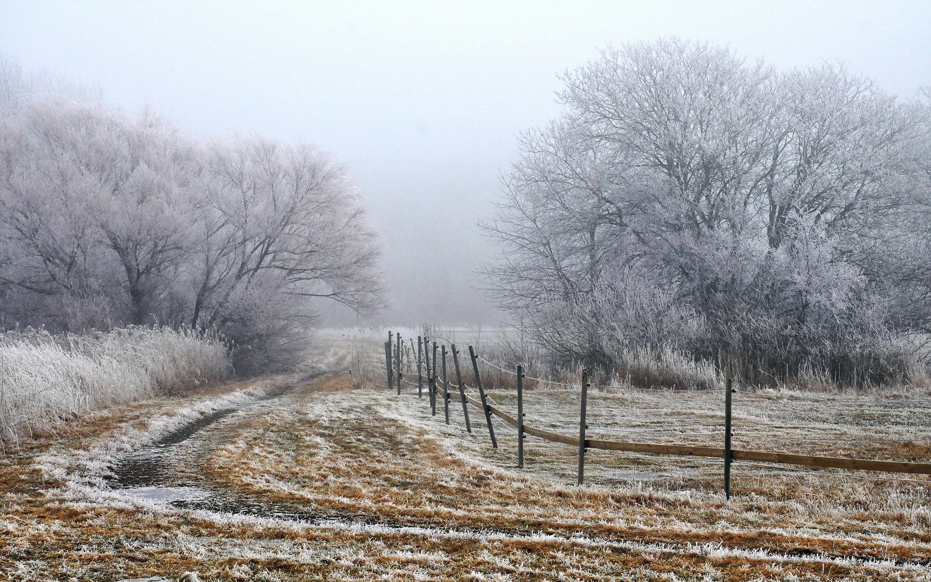 matin brouillard champ clôture paysage