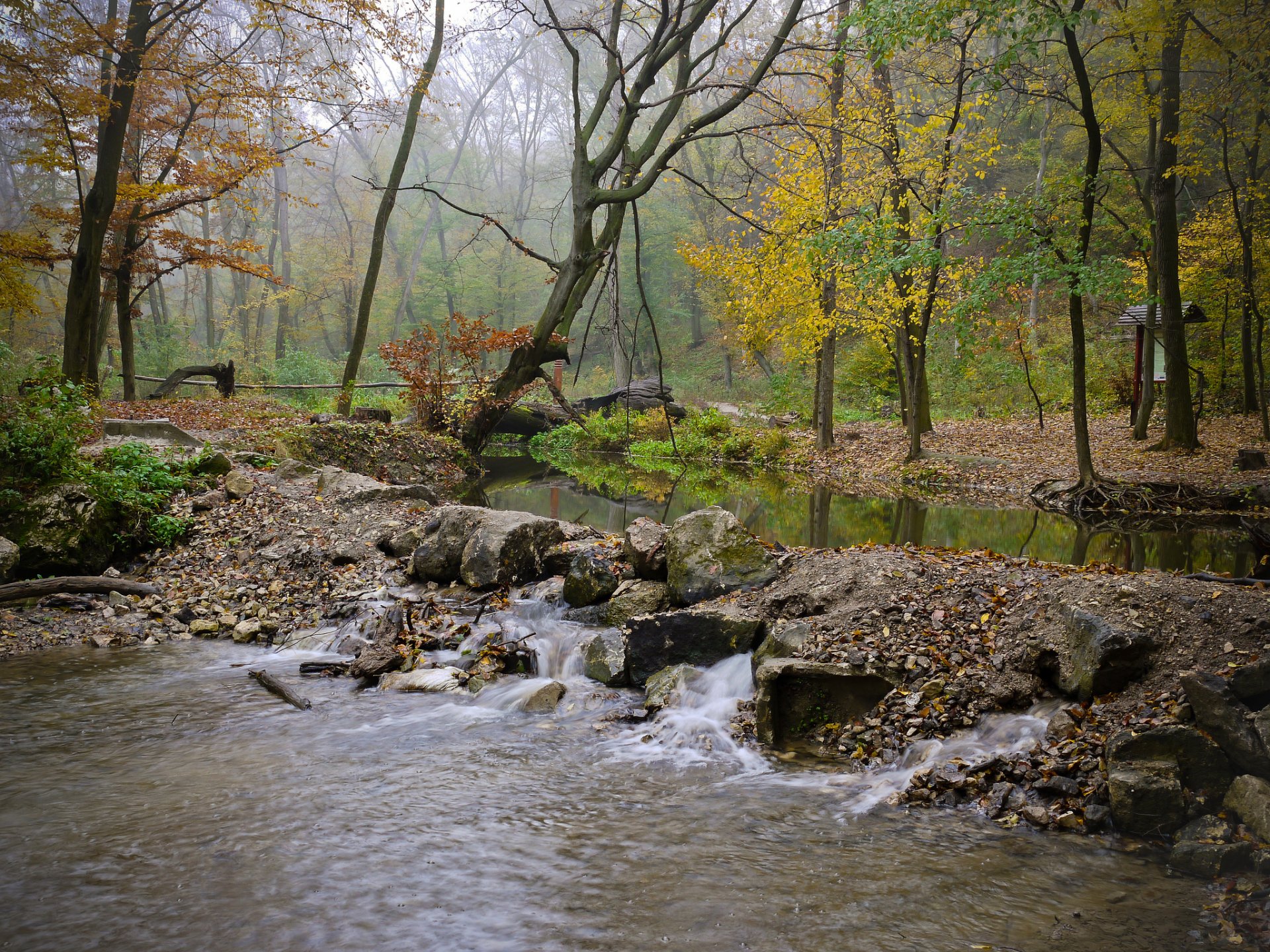 foresta fiume flusso pietre nebbia autunno