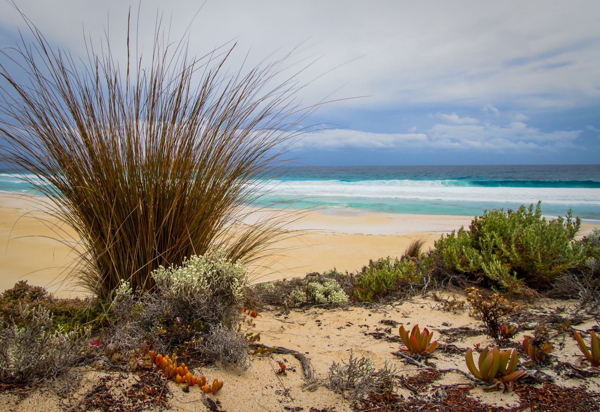 meer strand sand gras