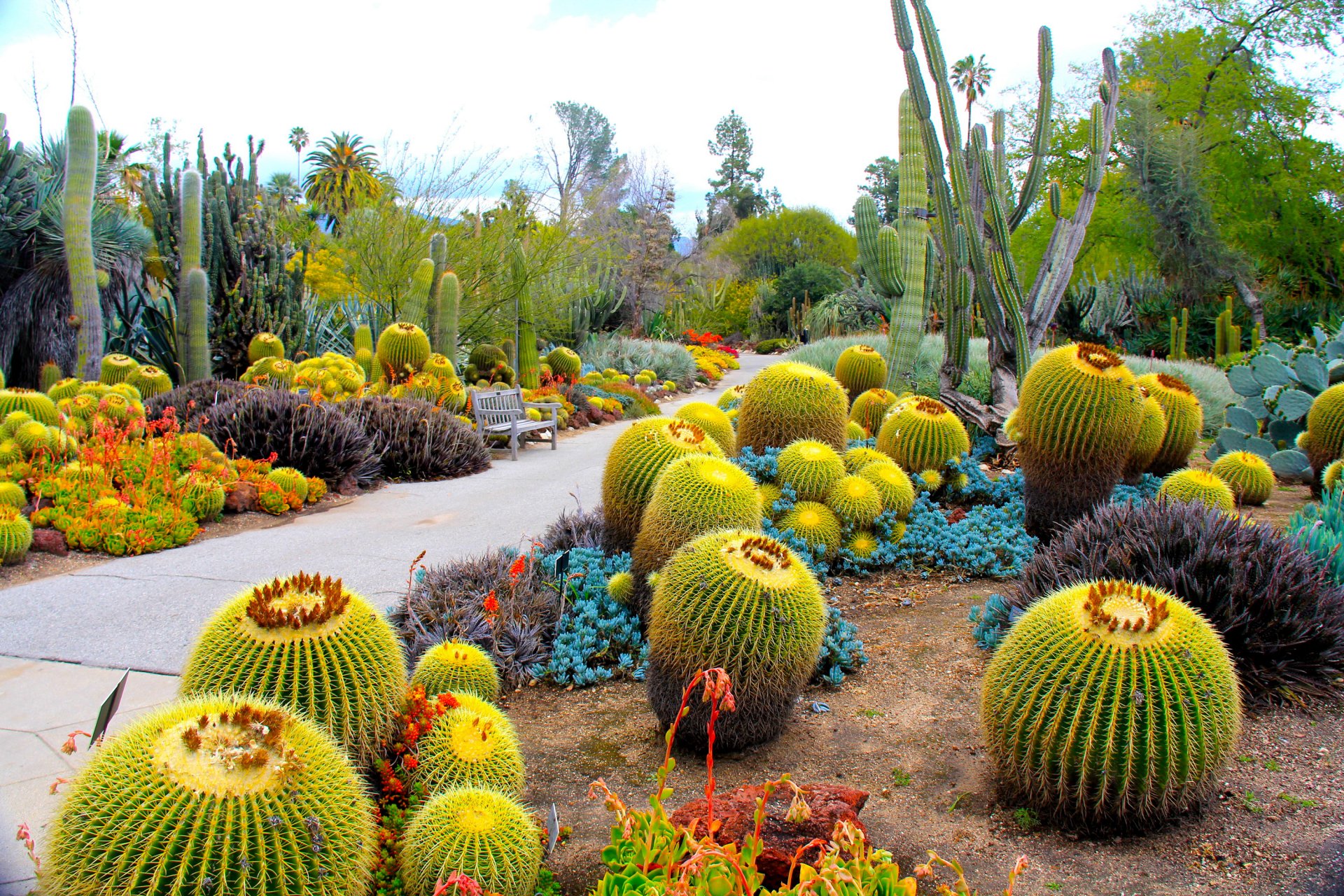 united states supplies cactus botanical garden san marino california nature photo