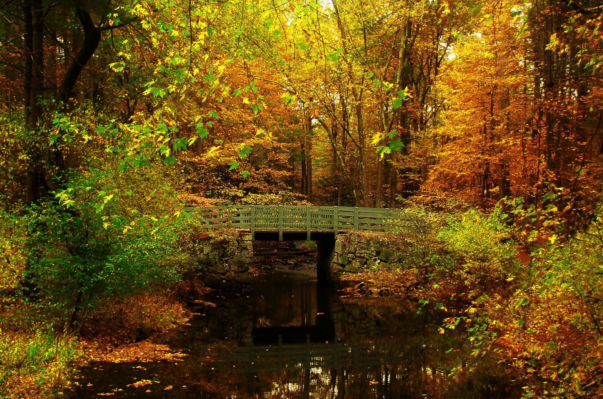 forêt parc étang pont arbres feuilles automne