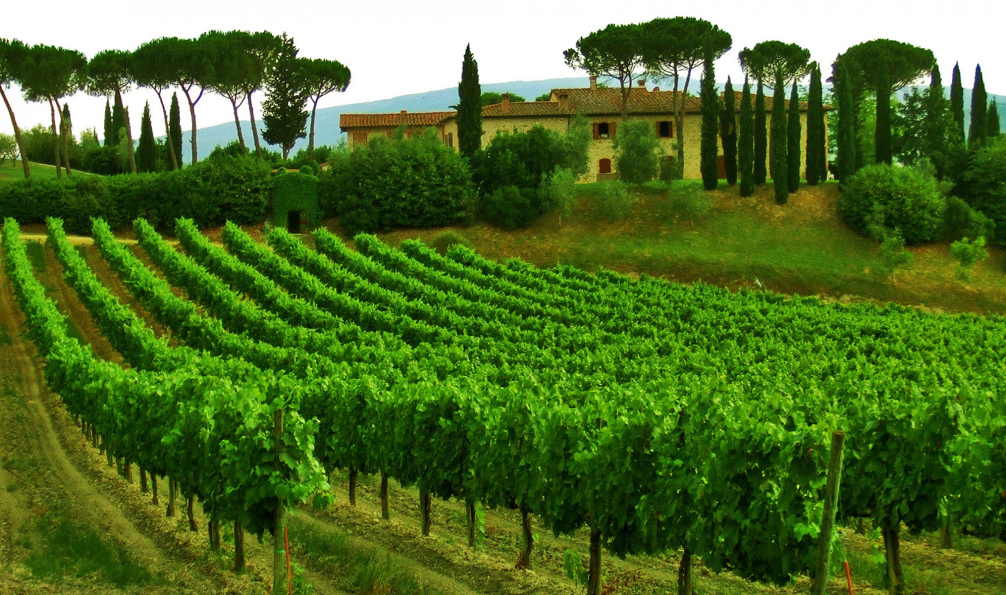 italien toskana himmel bäume haus weinberg