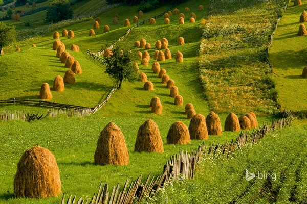 Haystacks on a summer meadow