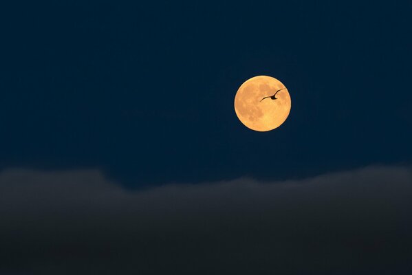 Plein d oiseaux sur fond de pleine lune