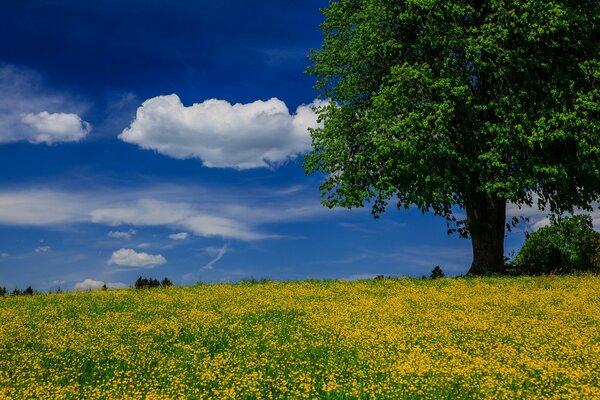 Prairie avec gazon de pissenlits et vue sur le ciel