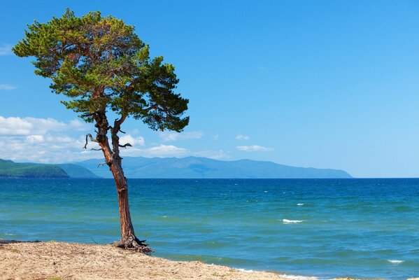 A tree on the sandy shore of Lake Baikal