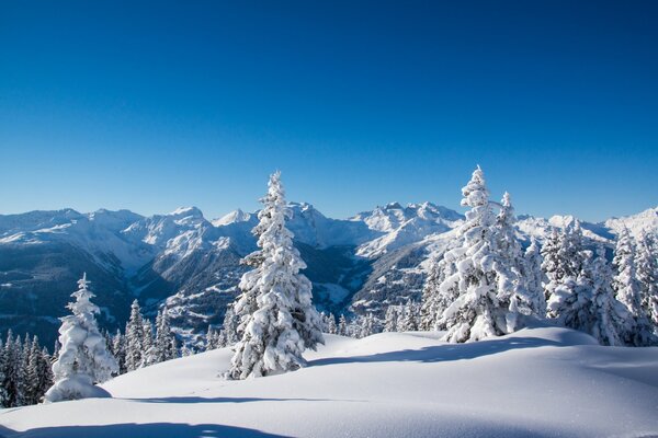 Winter mountains, trees and fir trees
