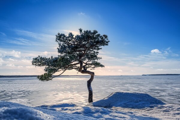 A tree on the shore of a frozen lake