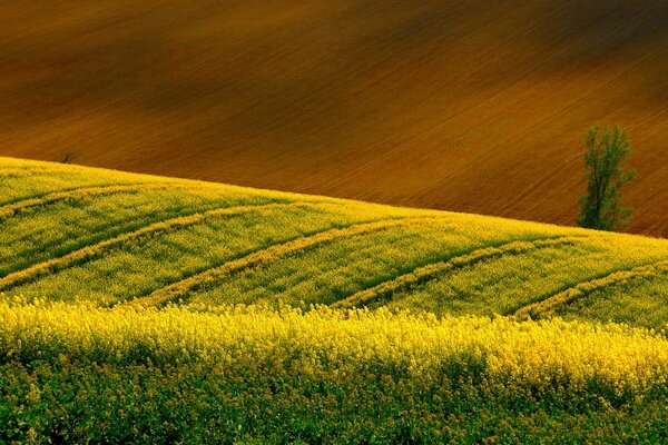 Wide fields of yellow rapeseed