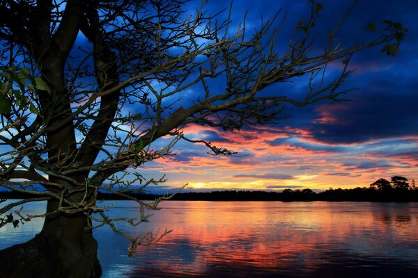 Árbol en el fondo de una hermosa puesta de sol