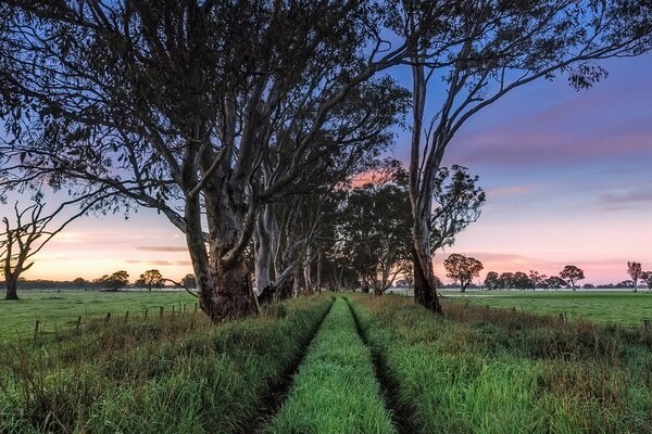 Paisaje temprano en la mañana en el sur de Australia