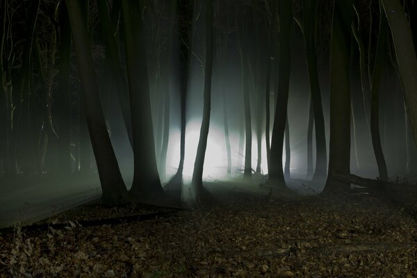 Siluetas místicas en la noche en el bosque