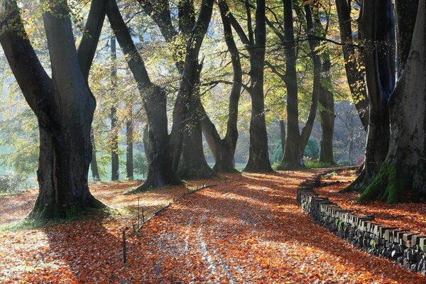 Bellissimo autunno nel Parco del villaggio