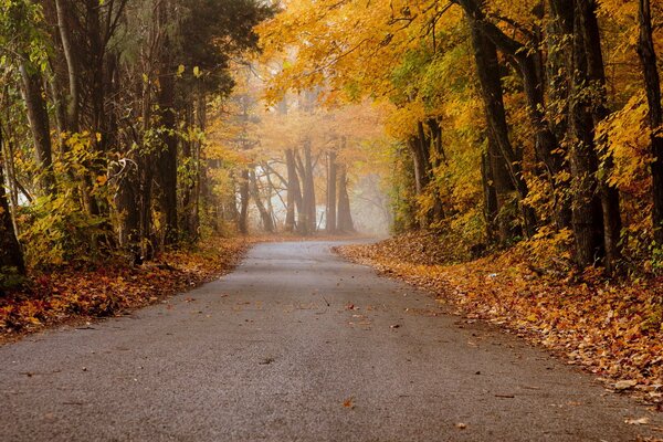 La strada si snoda nella foresta autunnale