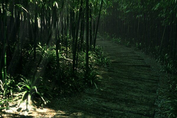 Grüner Weg im dichten Bambuswald