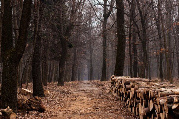 Gestapelte Stämme liegen im Herbstwald