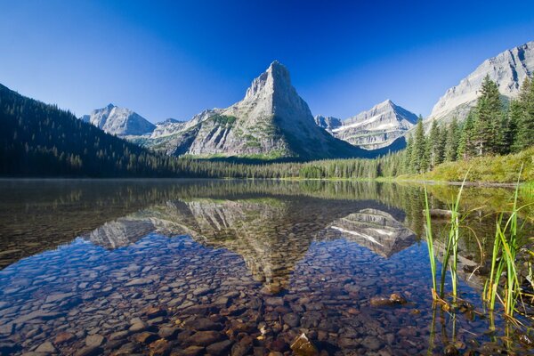 Hermosa naturaleza. Agua clara en el lago, bosque verde