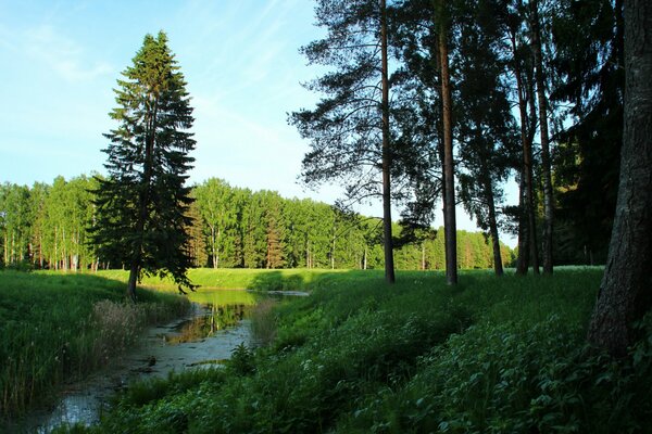 Forest landscape with a river in Pavlovsk