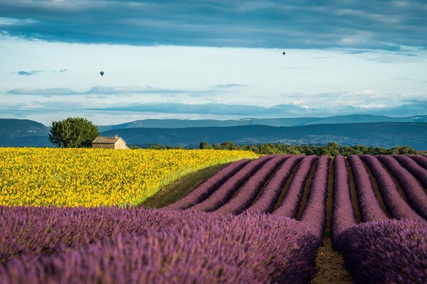 Lavendel- und Sonnenblumenfelder an einem Sommertag in Frankreich