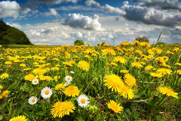 Feld von Blumen und Löwenzahn