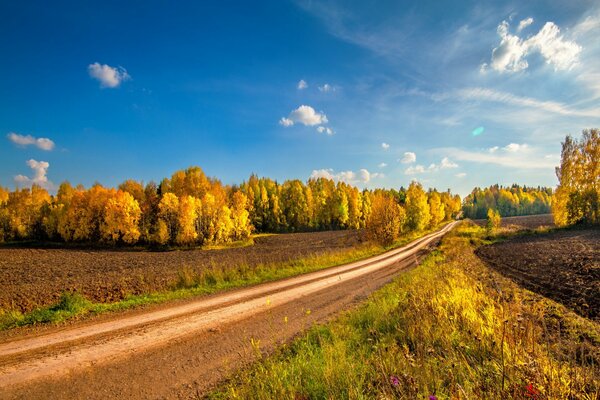 Route de la forêt dorée d automne