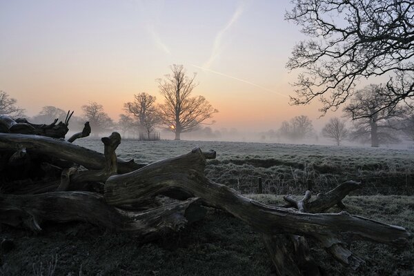 Nebel aus Treibholz am See