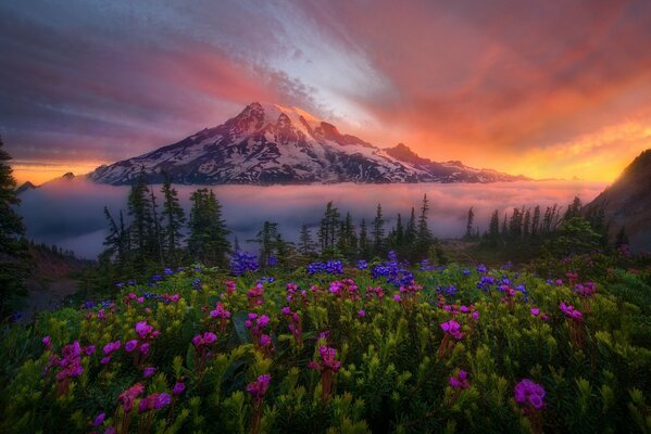 Helle Blumen auf einem hohen Berg Hintergrund