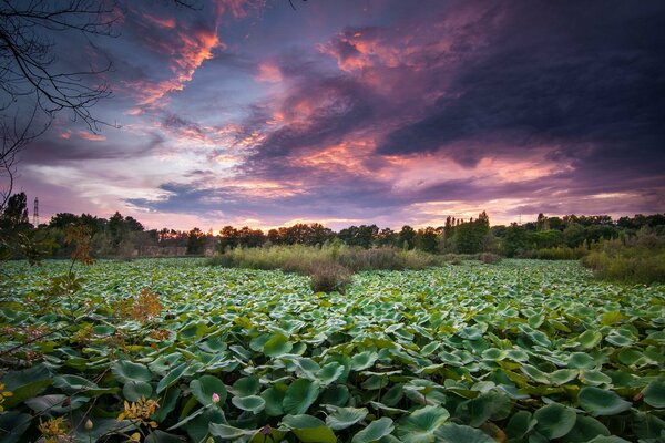 An overgrown pond in the rays of the setting sun