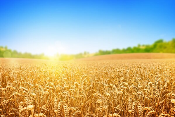 Wheat field in the sunlight