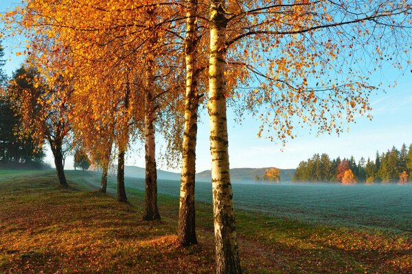 Autumn forest in the early morning