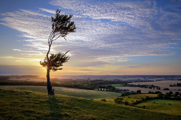 Árbol en un campo al atardecer