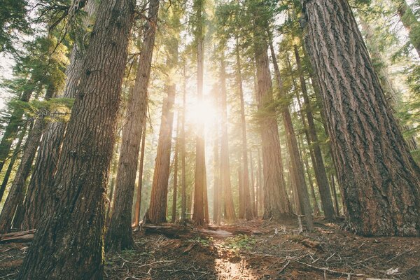 Sol en el bosque de pinos