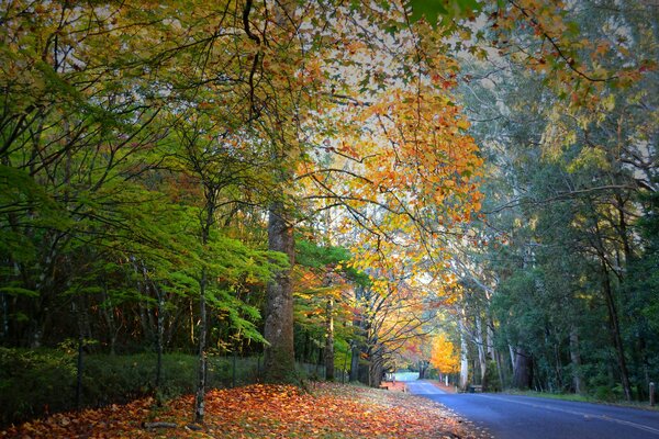 Camino en el hermoso bosque de otoño