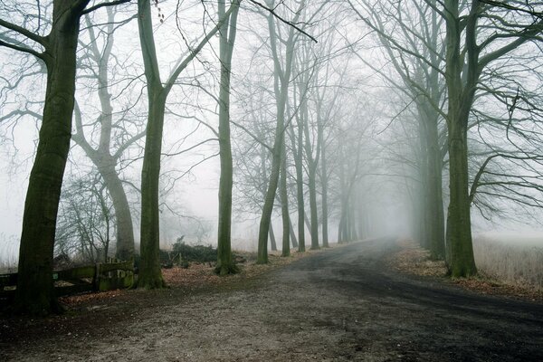 Arbres dans un brouillard épais. Route brumeuse