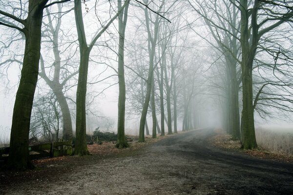 Drzewa w gęstej mgle. Mglista droga