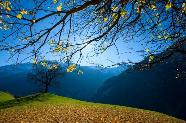 Alberi autunnali su uno sfondo di cielo blu e montagne