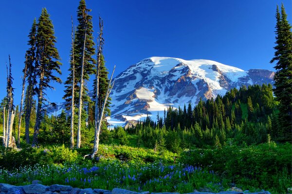 Vista de la montaña Nevada Mount Rainier en los Estados Unidos