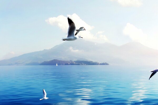 Seagulls over the ocean. There are hills and clouds on the horizon
