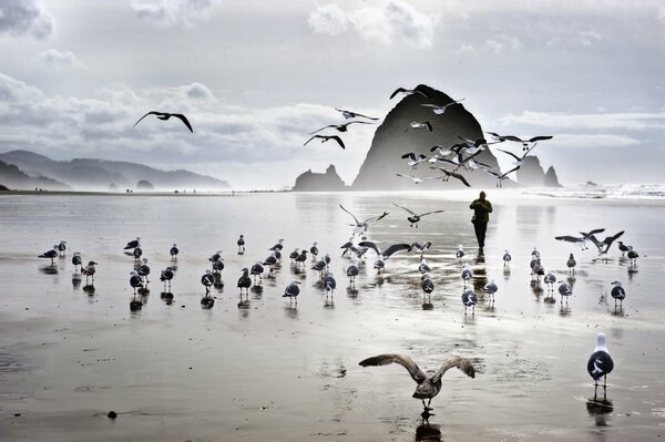 Black and white photo of seagulls and the sea