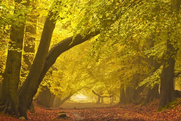 Denso bosque amarillo de otoño