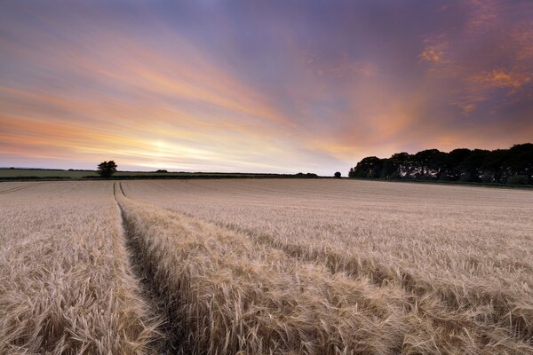 Tramonto su un ampio campo di grano