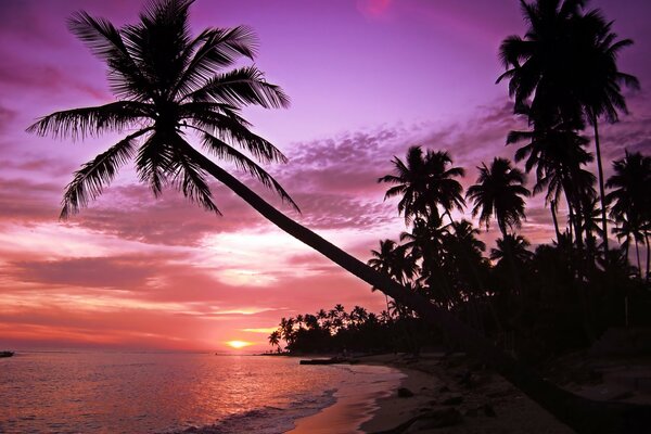 Pink sunset on an island with palm trees