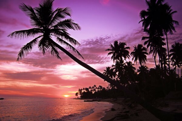 Puesta de sol rosa en una isla con palmeras